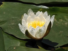 拍摄花卉一（1063）