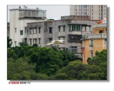珠江的白鹭-2。