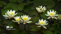 莲花（3）