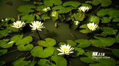 莲花（3）