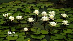 莲花（3）