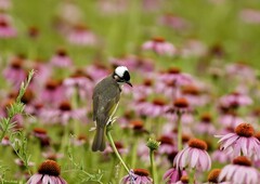 白头翁（4）