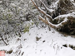 2025.3.17登梵净山（6）