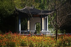 秋树2*武汉植物园