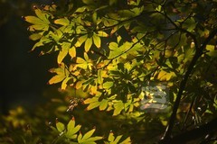 秋树2*武汉植物园