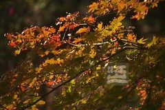 秋树2*武汉植物园