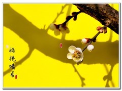 拜年帖∶祝论坛版主及摄影朋友们新年快乐，幸福吉祥！