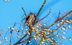灰椋鸟（二十一）