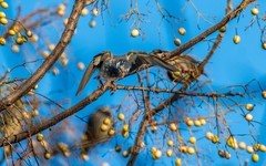 灰椋鸟（二十一）