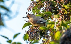 太平鸟（三十一）