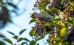 太平鸟（三十一）