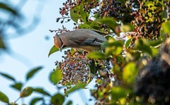 太平鸟（三十一）