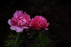 洛阳王城公园的芍药花 四