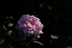 洛阳王城公园的芍药花 四