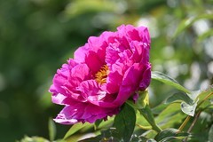 春赏牡丹花