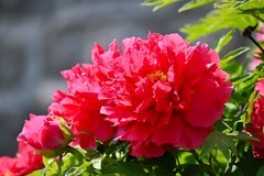 春赏牡丹花