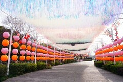 彩灯秀掠影（12）