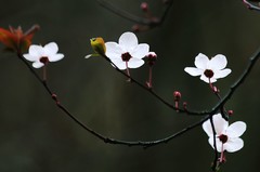 山茶花（四）