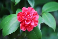 山茶花（四）