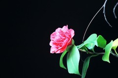 山茶花（四）
