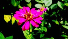 随拍花葡萄