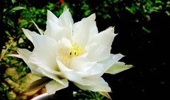 随拍花葡萄