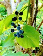 随拍花葡萄