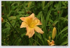 萱草花【丙午年-306】