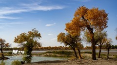 黑水城的胡杨（1）