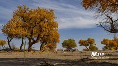 黑水城的胡杨（1）