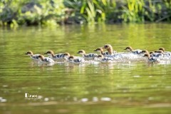 中华秋沙鸭（42）