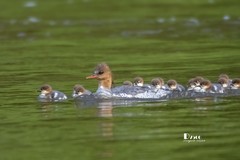 中华秋沙鸭（42）