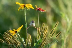 棕扇苇莺（四十二）