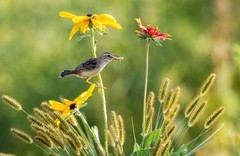 棕扇苇莺（四十二）