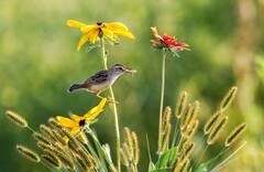 棕扇苇莺（四十二）