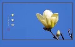 漂亮的黄色玉兰花