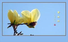 漂亮的黄色玉兰花