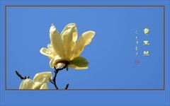 漂亮的黄色玉兰花