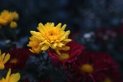 2026迎春花卉－3