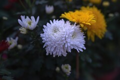 2026迎春花卉－3