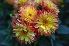 2026迎春花卉－3