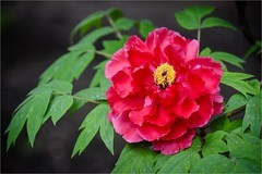 2026年第0344贴 -景山牡丹花纪实拍（0518）