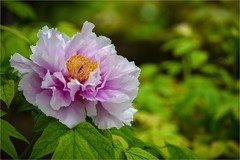 2026年第0344贴 -景山牡丹花纪实拍（0518）