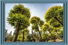 造型之冠  白蜡
