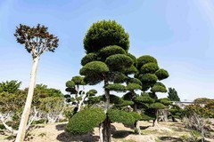 造型之冠  白蜡