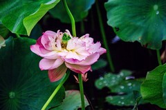 2026年荷花（五）