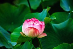 2026年荷花（五）