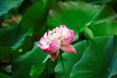 2026年荷花（五）