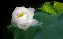 [26249] 江北绿地的白荷（6）