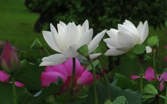 [26249] 江北绿地的白荷（6）